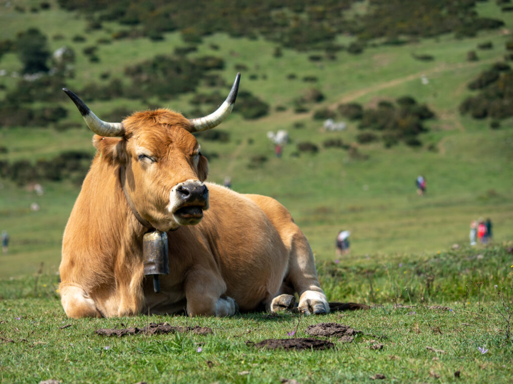 Asturias Nunca Defrauda